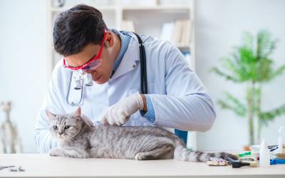 What is a cat’s allergy?