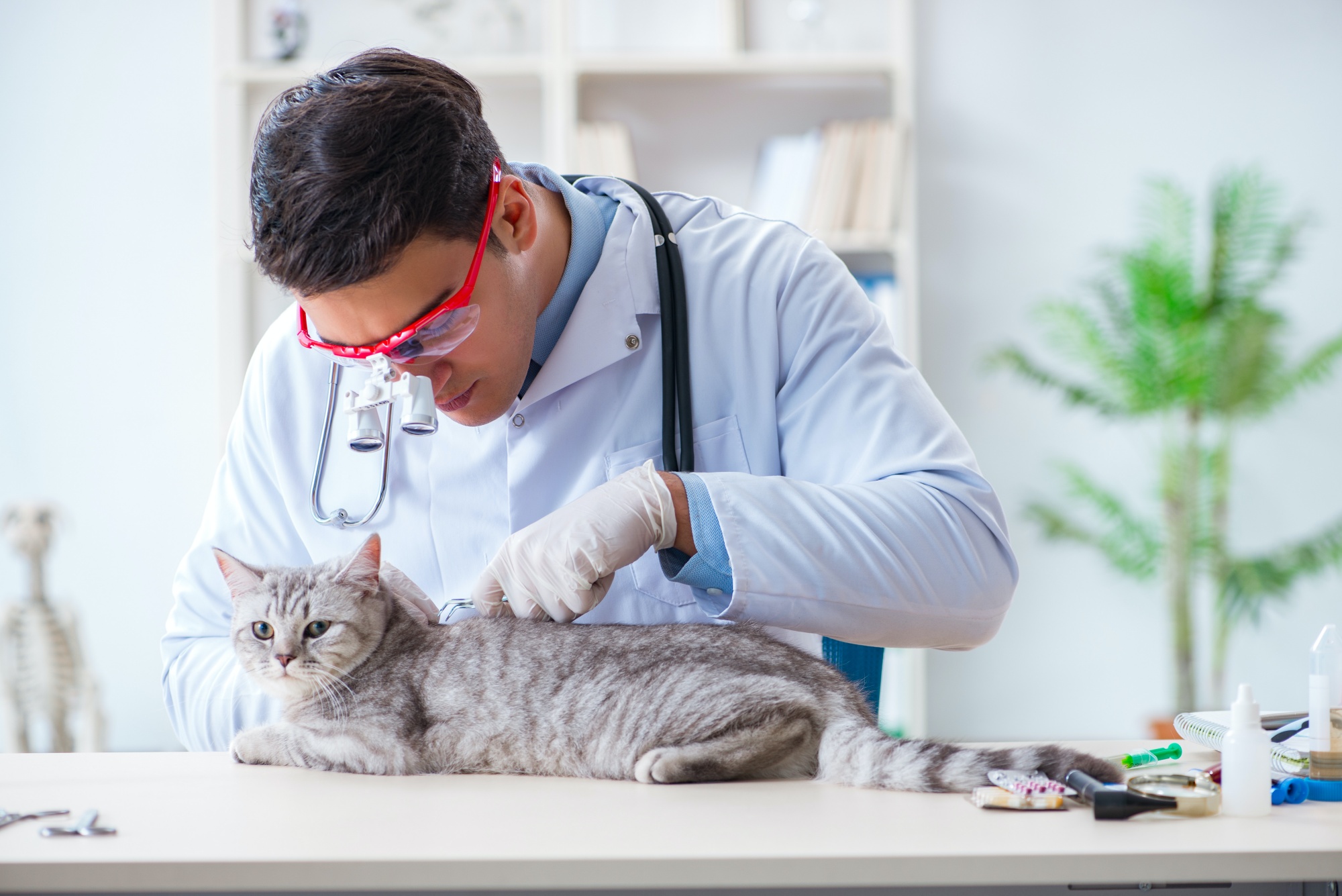 Cat litter allergy symptoms hotsell in cats